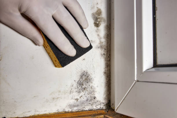 Best Dehumidification Services  in Union, OH